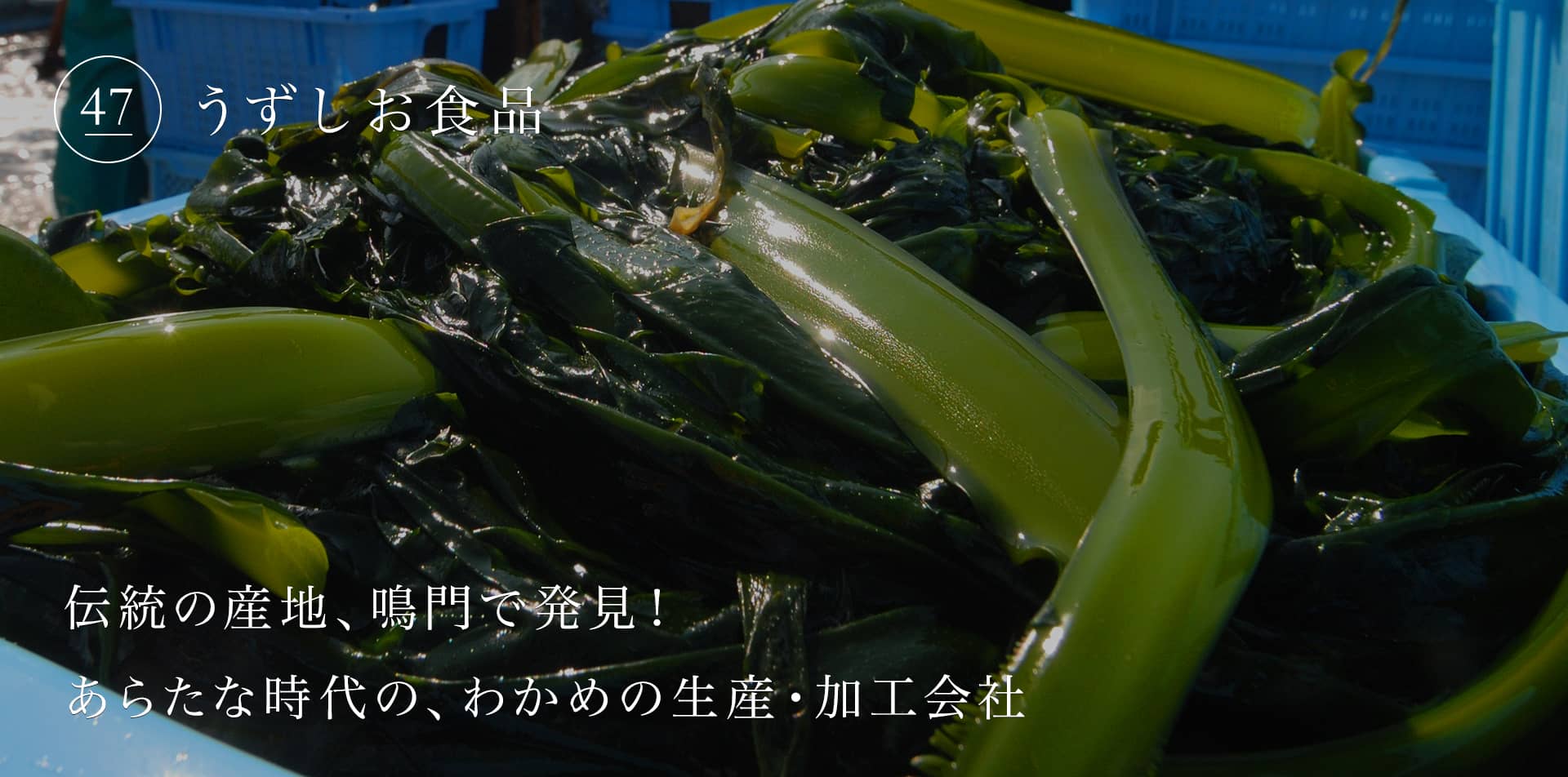 伝統の産地、鳴門で発見！あらたな時代の、わかめの生産・加工会社